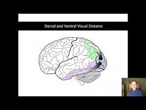 Dorsal and Ventral Visual Steams