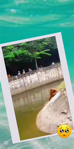 オランウータン救出劇：男性の勇気