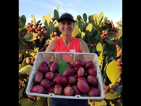 Harvesting Cactus Fruit - Prickly Pear