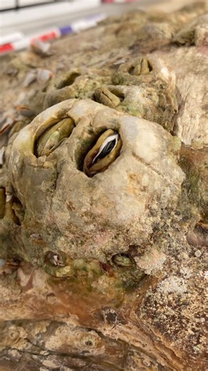 Pt.2 of Harlow the Loggerhead sea turtle’s intake. ❤️‍🩹🐢 Before we began to pull off her barnacles, we placed her in a shower bed. We used a shower bed because she’s so critical that she isn’t able to go into any deeper water at the moment. 🚿 After the long rinse, we brought her back to the turtle hospital to start removing her barnacles. The video was getting long, so the rest of the barnacle removal will be in Part 3. 🐢 Her blood values are still critically low but she’s continuing to stay