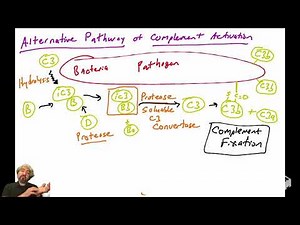 Alternative pathway of complement activation