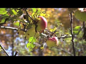 Pine Mountain Wildlife Management Area