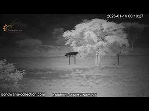 Namibia: Live stream in the Kalahari Desert
