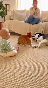 2.2K views · 22 reactions | Child playing with dog and cate | Golden Photos | Facebook