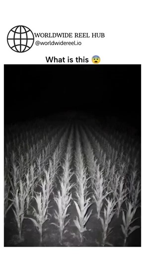 WORLDWIDE REEL HUB on Instagram: "The video depicts corn stalks in a field bending in unison to form a spiral crop circle pattern over about 13 seconds, presented in black-and-white to heighten its eerie, otherworldly effect. Similar footage has circulated since at least 2020 as AI-generated content mimicking alleged "genuine" crop circle formations, with no verified real-time evidence of such rapid, uniform plant movement in peer-reviewed agricultural studies. Posted by a viral content curator 