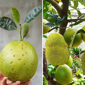 Growing Jackfruit on Grapefruit The Surprising Twist! | Great DIY Idea