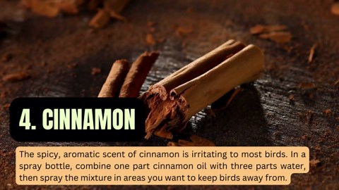 Birds Despise These 7 Smells