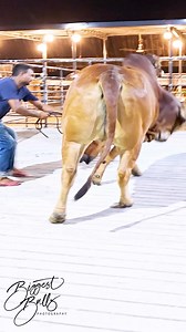 137K views · 1.1K reactions | Muscular bull loves to run | Biggest Bulls Photography | Facebook