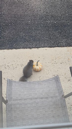 I love squirrels. | Sandy Thomas