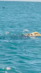 16K views · 74 reactions | Today, we spotted a veteran aquatic expert from Monarch Lifeguard swimming freely in the ocean while wearing firefighters’ gear. This is one of the highest levels of water survival techniques. Regardless of the clothes or boots you wear, you cannot drown as long as you are highly trained in the field. Never try this at home. ☎️☎️Cell:0813080446. | Monarch Lifeguard | Facebook