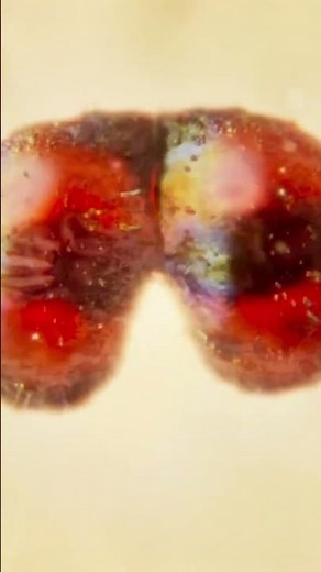 Annihilation MOVIE 2018 & 📢 Alex Garland I ⭐⭐⭐