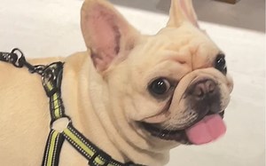 ［Lucky’s vlog］小狗的夜间出行记