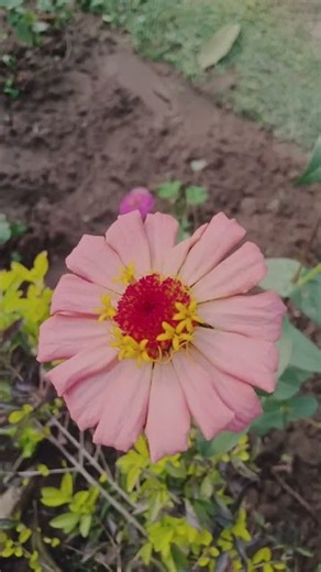 dancing colours with winter #nature