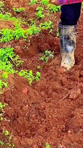 harvesting red potatoes from the muddy soil using a garden tool and placing them in a small group