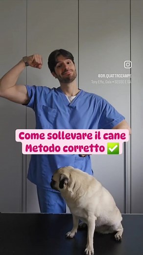 Dott.Buosi Luca | Medico Veterinario on Instagram: "Piccolo tutorial, poiché vedo ancora tanta gente che li alza come fossero un sacco di patate 凜 attenzione soprattutto ai bassotti! Tu lo sapevi? Condividilo per diffondere il messaggio:) #cane #consiglio #veterinaria"