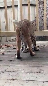 716K views · 10K reactions | While I was away looking for Grizzly Bears, my daughter used her iPhone & caught this Bobcat family in her back yard . Video by Sharlene. | Duane Starr Photography | Facebook