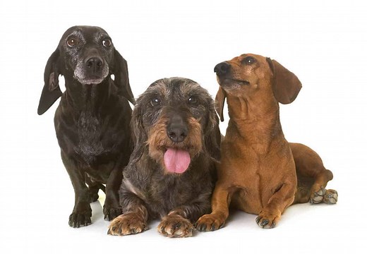 Life Expectancy For a Dachshund and Common Causes of Death | Dog Advisory Council