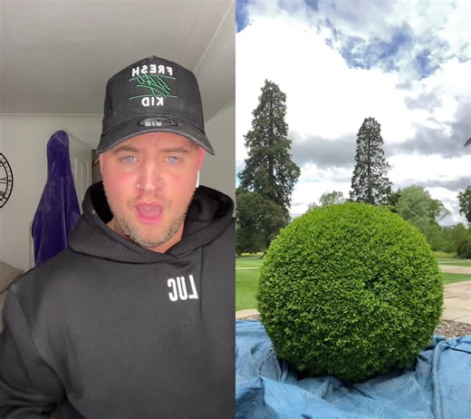 Satisfying Bush Trimming Transformation