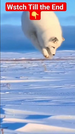 Arctic Fox Hunting Under Snow ❄️ | Insane Pounce You’ve Never Seen! #shorts #hunting #snow #animals