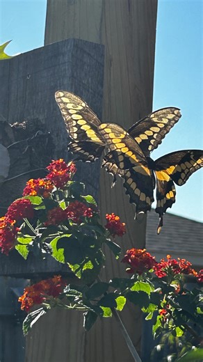 The Giant Swallowtail Butterfly Mating Ritual! Fun Fact! The giant swallowtails are the largest butterflies in North America! | Texas Garden Guy