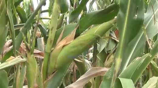 3.2K views · 76 reactions | 3,500 Lukulu Farmers Redeem Inputs Under...