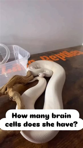 Wesley Jessen on Instagram: "How many brain cells do you think she has? #ballpython #snake #reptile #idaho #boise #pet #pets #daily #instagram #tiktok #reels #cute #fun #happy #ballpythonsoftiktok #ballpythons #ballpythonmorphs #royal Python #ballpythonsofinstagram #python #pythons #snakes #snek #reptilesofinstagram #reptilelover #reptilekeeper #reptiles"