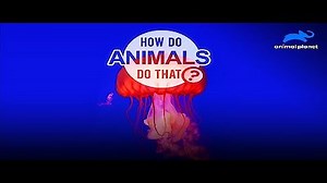 Watch How Do Animals Do That? Season 2 Episode 3 - Time-Telling Dogs and Kangaroo Hops