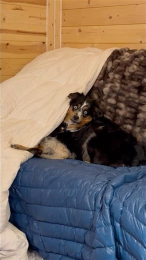 Puppy love #Cute #Puppy #Trending #TrendingShort #Song #Songs #Music #viral ￼