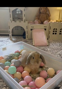 Ball Pit Setup for Bunny Room: Cute Bunny Ball Pit Reveal
