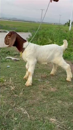 Boer Kid age 20 days #goat #beautifullgoats #farming #beetalgoat #animals #pets #cow #goatfarming
