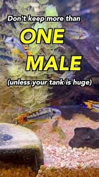 Aquatic Showcase: Cockatoo Dwarf Cichlid #cichlid #fishtank #fish