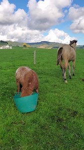 2.1M views · 2K reactions | You might be able to take the bucket from the Big Brown Dragon... but not from the little orange one... | Geoffry The Conqueror | Facebook