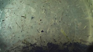 深海底に大量のマイクロプラスチックが集積、研究