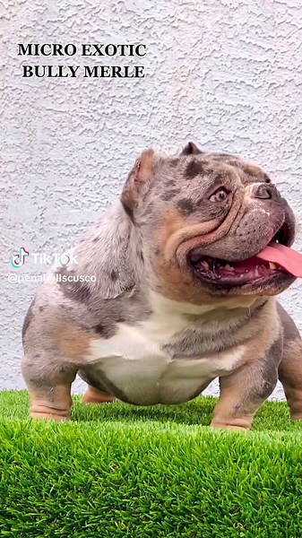 Micro Exotic Bully Merle: American Bully Exotic Dogs