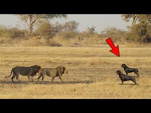 30 Minutes of Most Unbelievable Animals Moments, Caught on Camera!