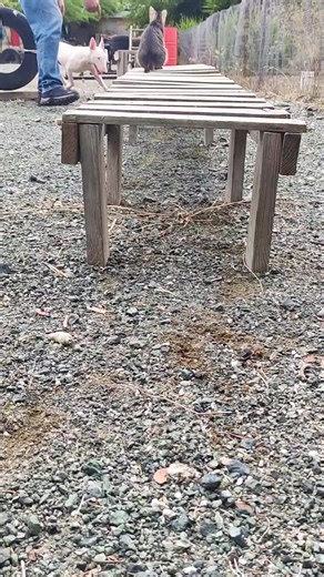 Bull Terrier Agility Fun: Mission Invisible #bullterriertraining #bullterrier | Working Bull Terriers Kennel