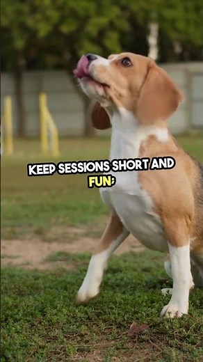 Corgi Puppy Tips You NEED to Know! #corgi