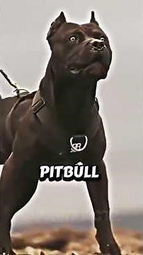 5 Dog Breeds That Should Never Challenge a Presa Canario 💪🐕