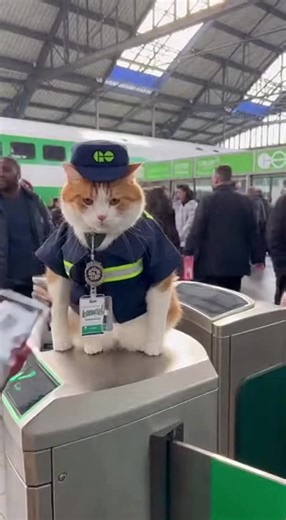 Go train tickets inspector ginger