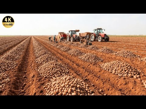 How Farmers Harvest and Process Millions of Potatoes | Agriculture Documentary