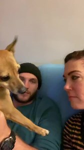 828K views · 5.9K reactions | Jealous dog 殺 #dog #puppy #pup #cute #eyes #dogs | De Casper | Facebook