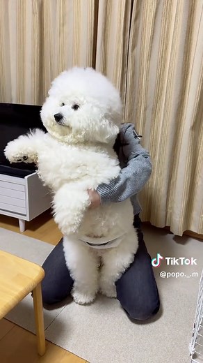 実写版んぽちゃむ目指すビションフリーゼの魅力