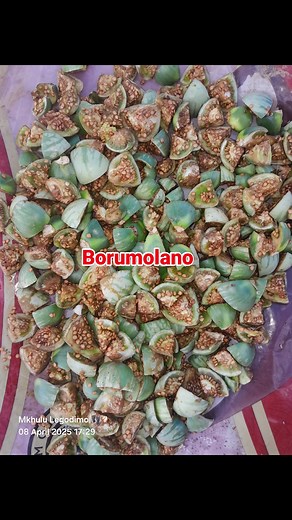 72K views · 699 reactions | Borumolano, rumola ba ba nthumolang, ba bone kotsi  Pheko ya Ntwa Pheko ya Seriti Pheko ya Tshireletso O nthumolang, a a bone se a se batlang | Monnamogolo Legodimo | Facebook