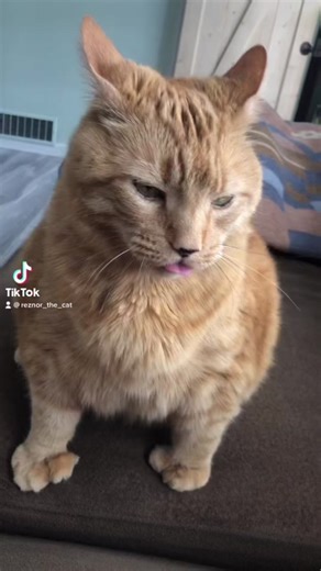 👅 #mlem #blep #tongue