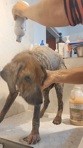 9.2K views · 273 reactions | Bath #1 for Bingo | Rescue DOG & End of Life Sanctuary | Facebook