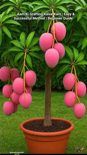 Mango tree grafting techniques #double_grafting #shorts