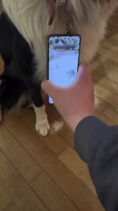 NFC Dog Tag – Safety and Easy Retrieval - Etsy Australia