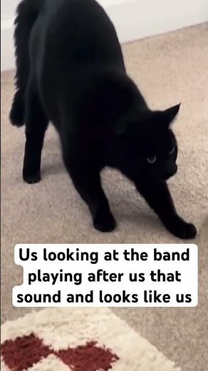 It’s always a competition #bandmemes #catsofyoutube