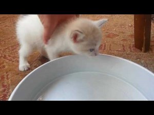 How to capture fleas naturally!