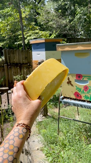 Come along to see how beekeepers process wax! It starts with…well, wax. Did you know that younger bees make wax? | Nooga Honey Pot